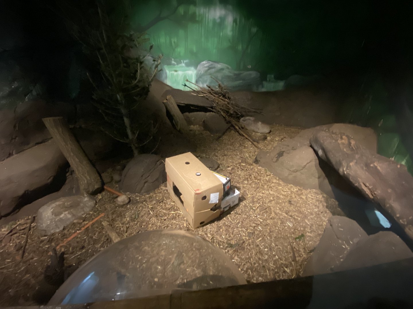 Asian small-clawed otter enclosure 070124