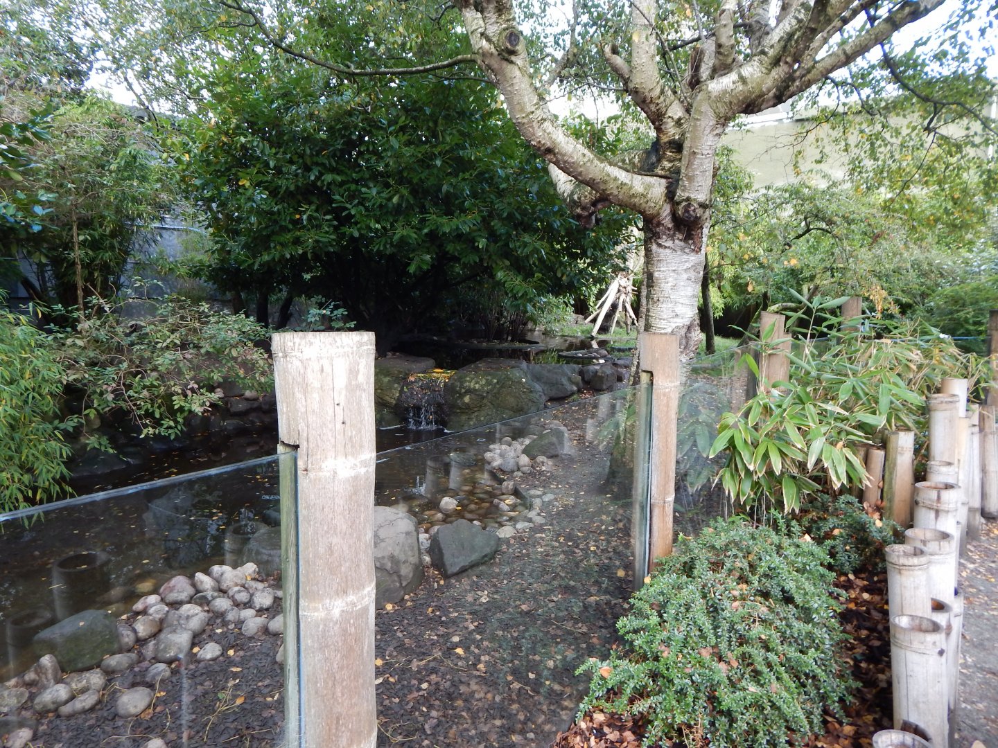 Asian small-clawed otter enclosure 081020