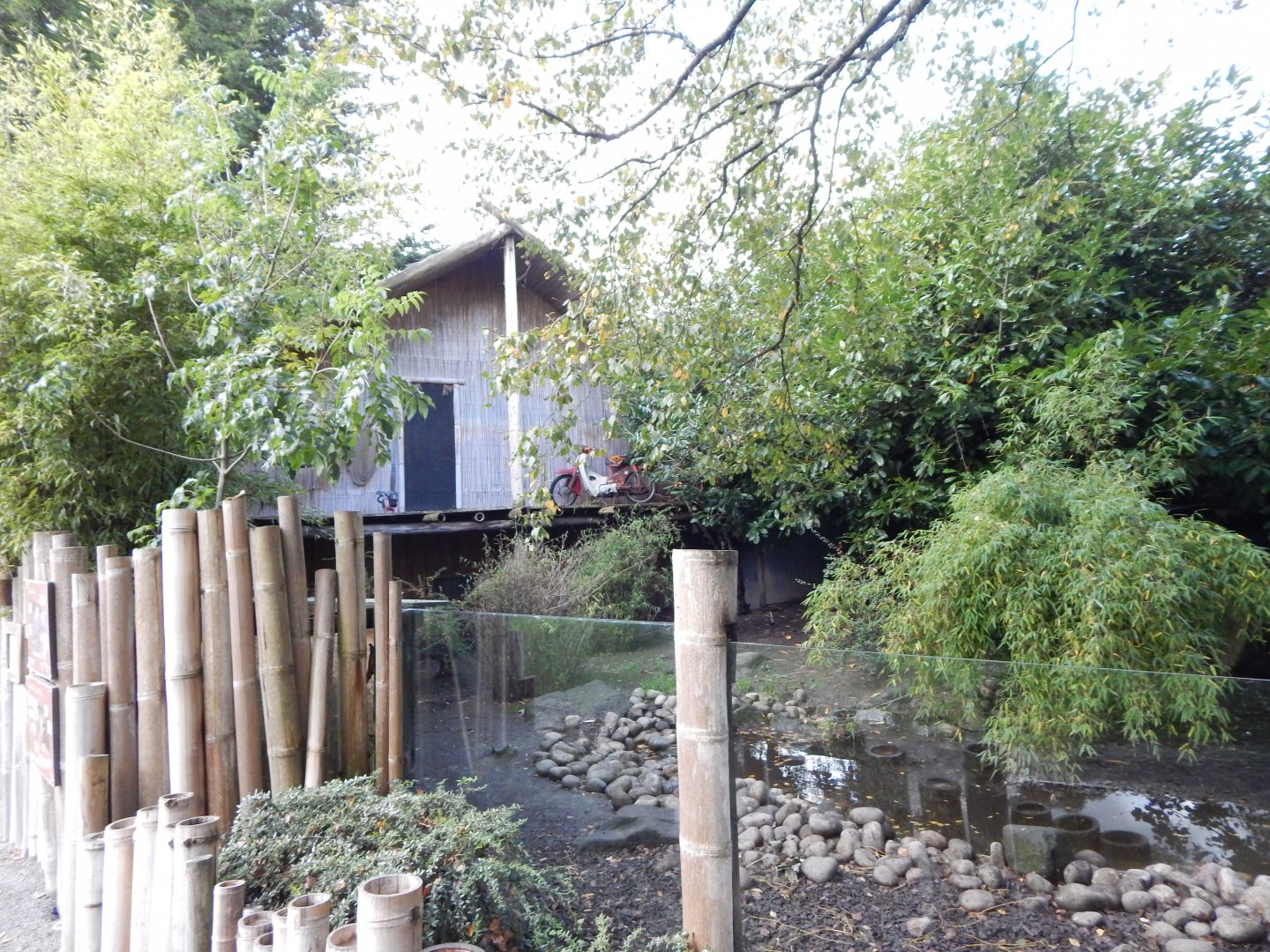 Asian small-clawed otter enclosure 081020