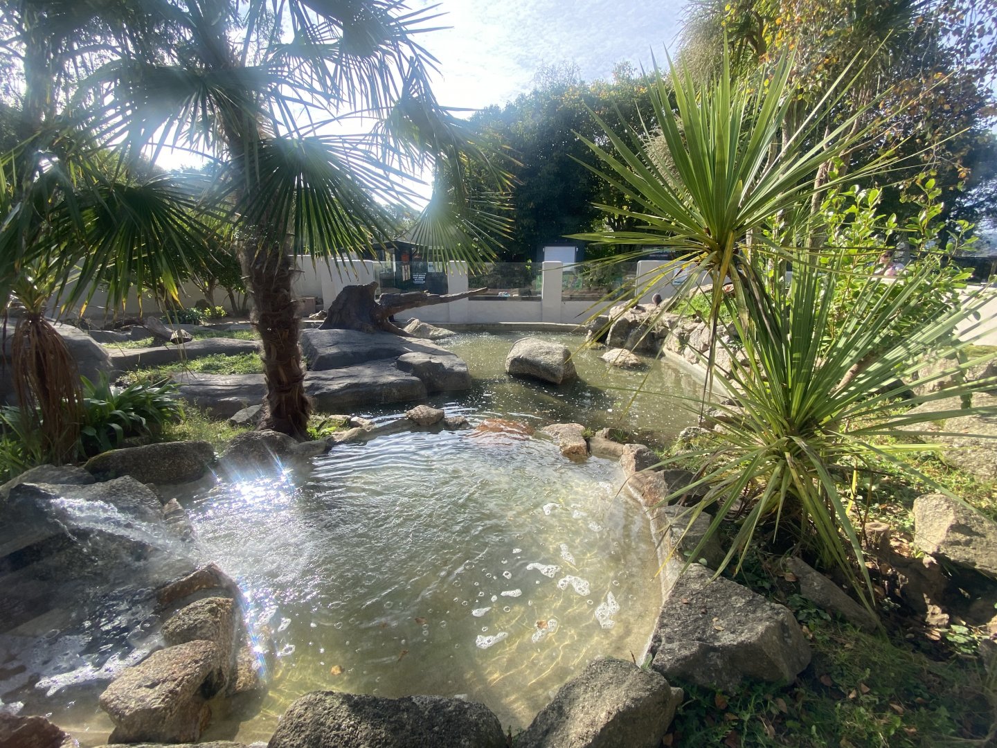 Asian small-clawed otter enclosure 081023