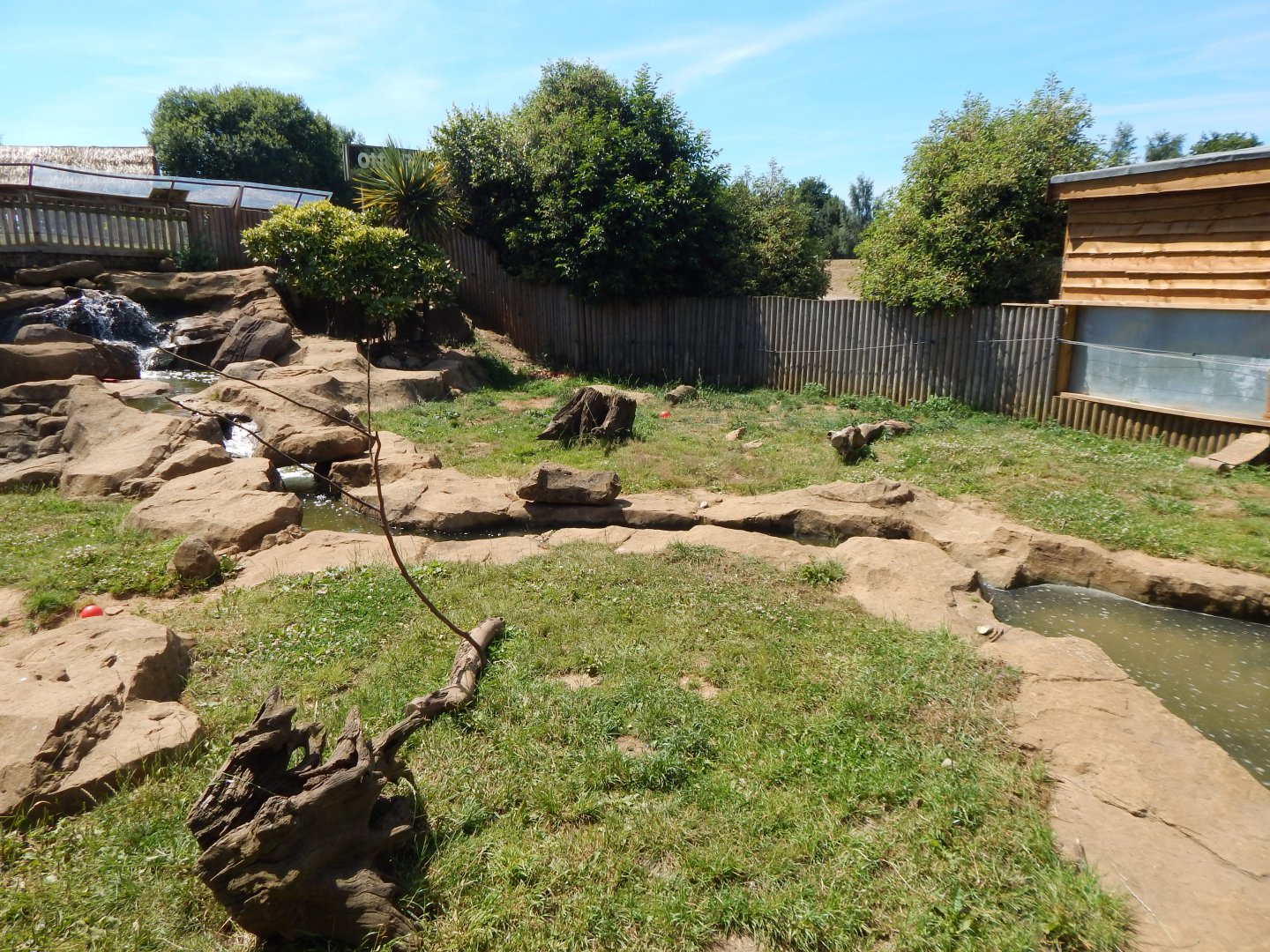 Asian small-clawed otter enclosure 110722