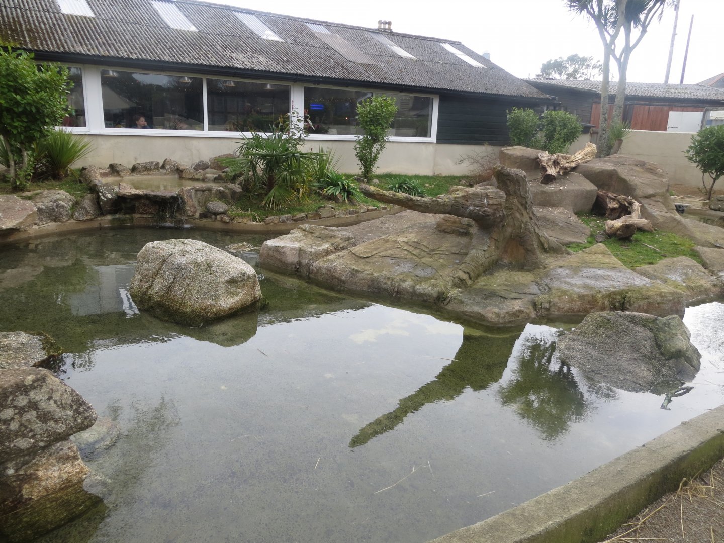Asian small-clawed otter enclosure 190219