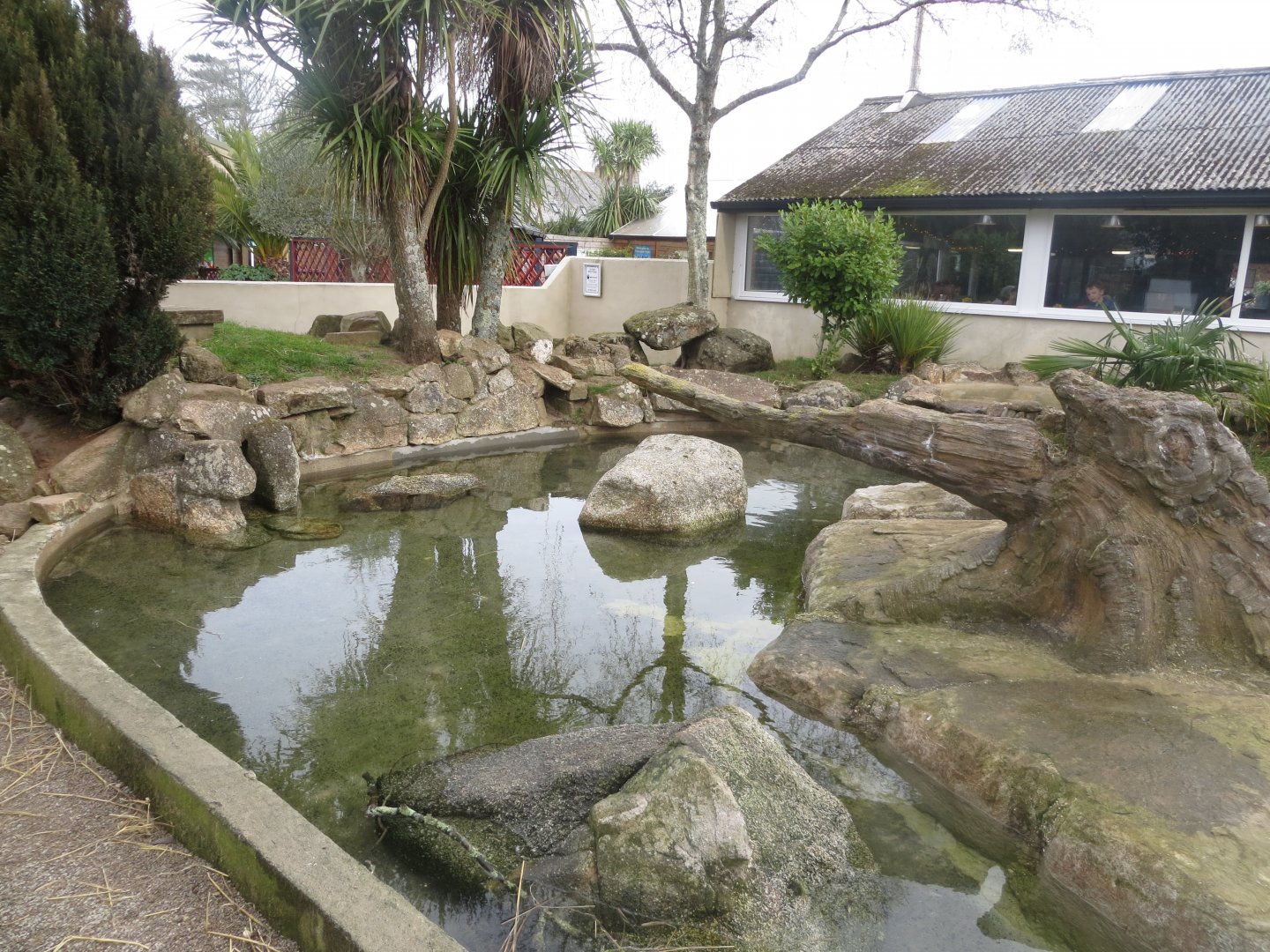 Asian small-clawed otter enclosure 190219