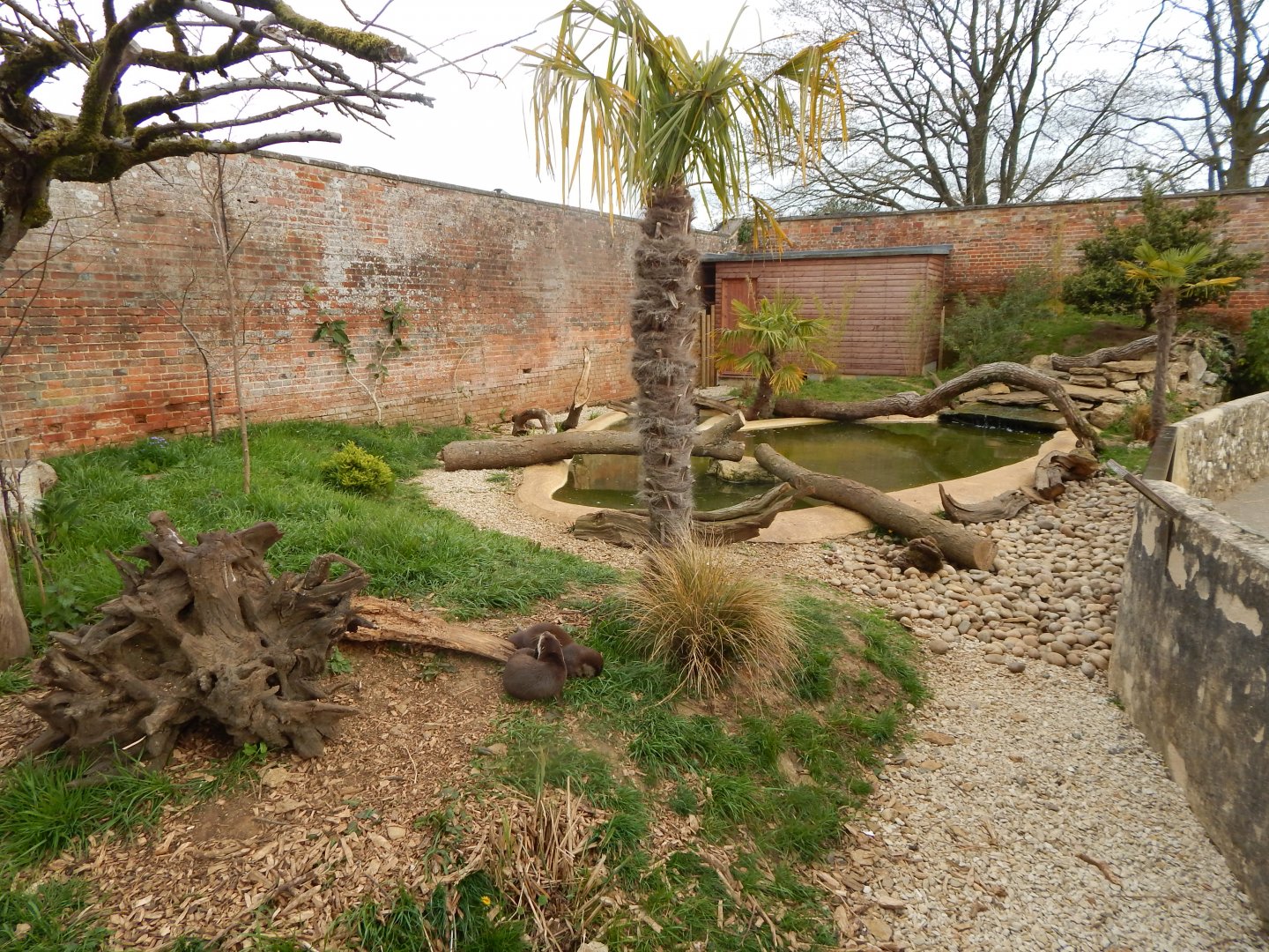 Asian small-clawed otter enclosure 210421