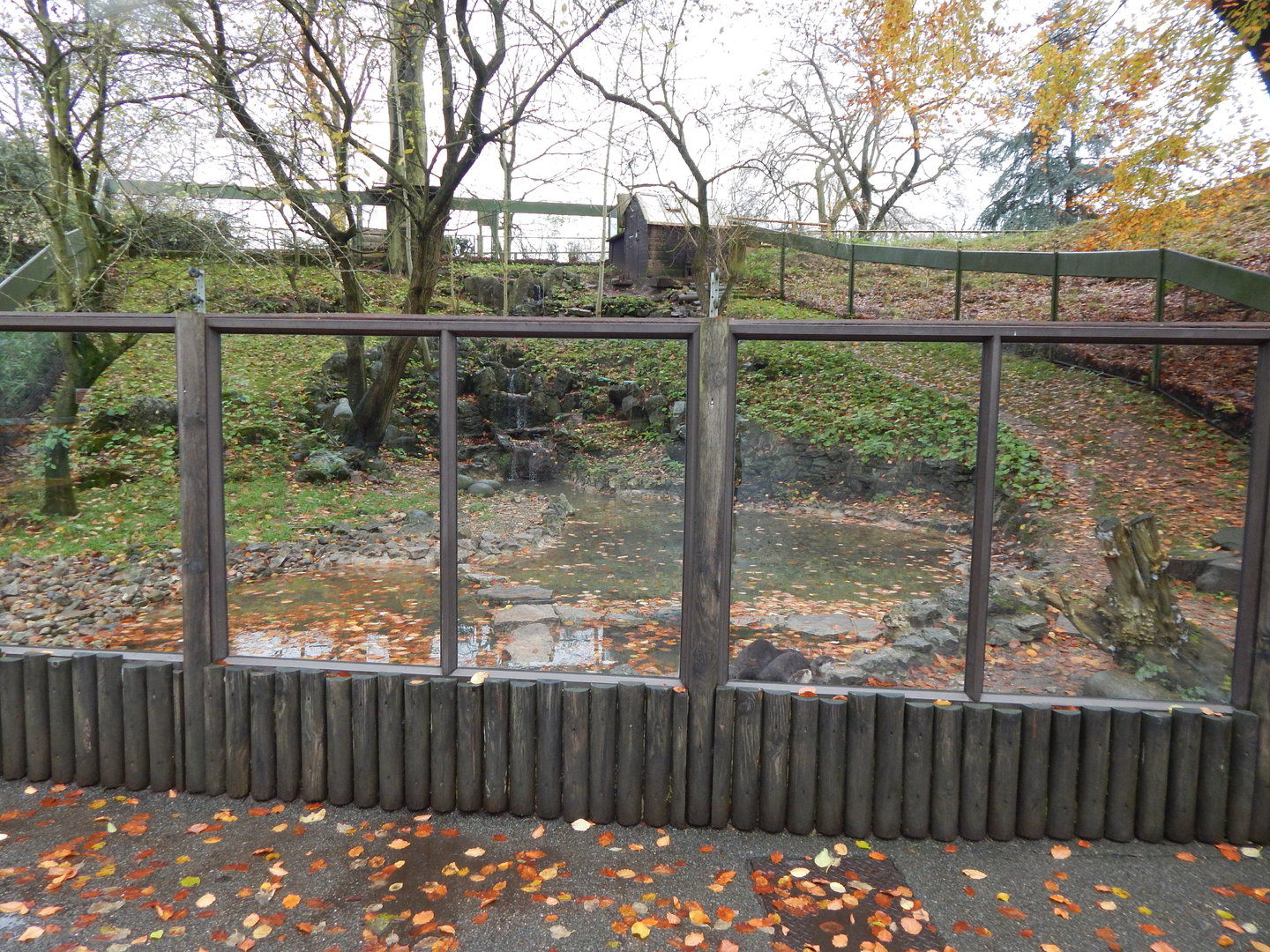 Asian small-clawed otter enclosure 241122