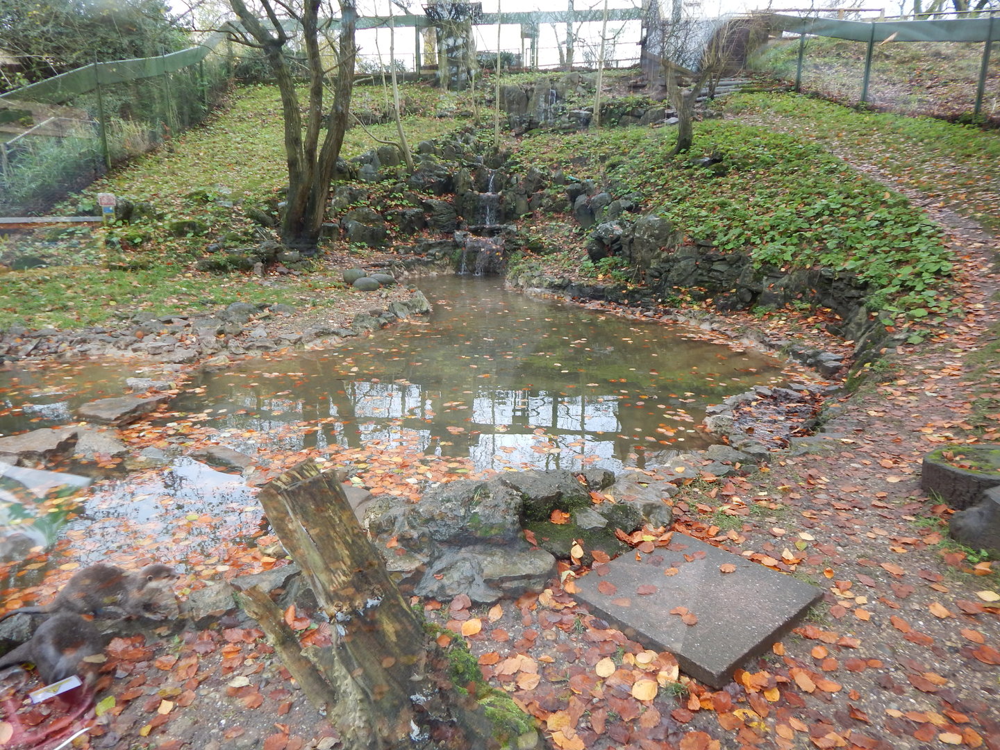 Asian small-clawed otter enclosure 241122