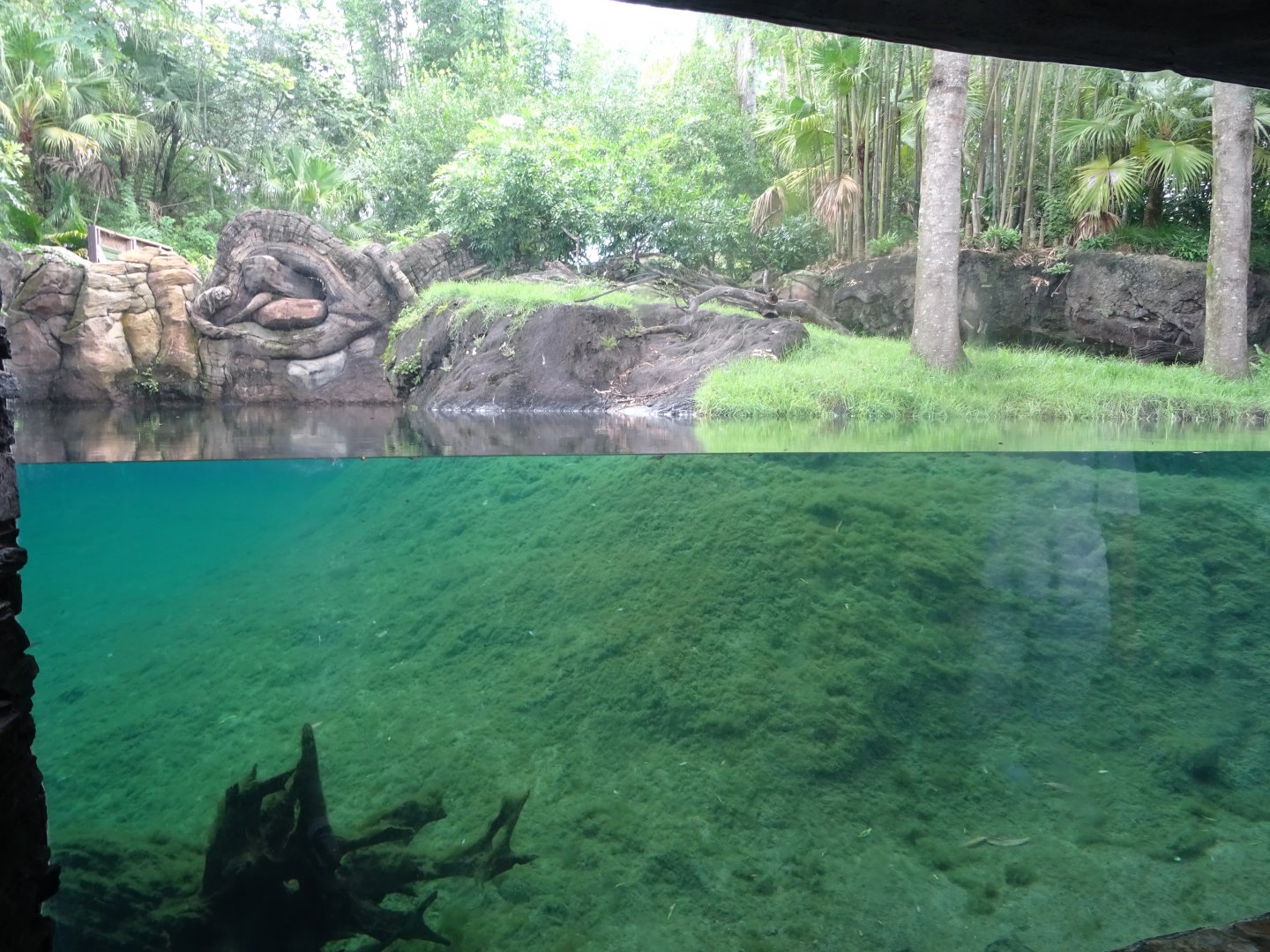 Asian Small-clawed Otter Enclosure at Disney's Animal Kingdom (2014)