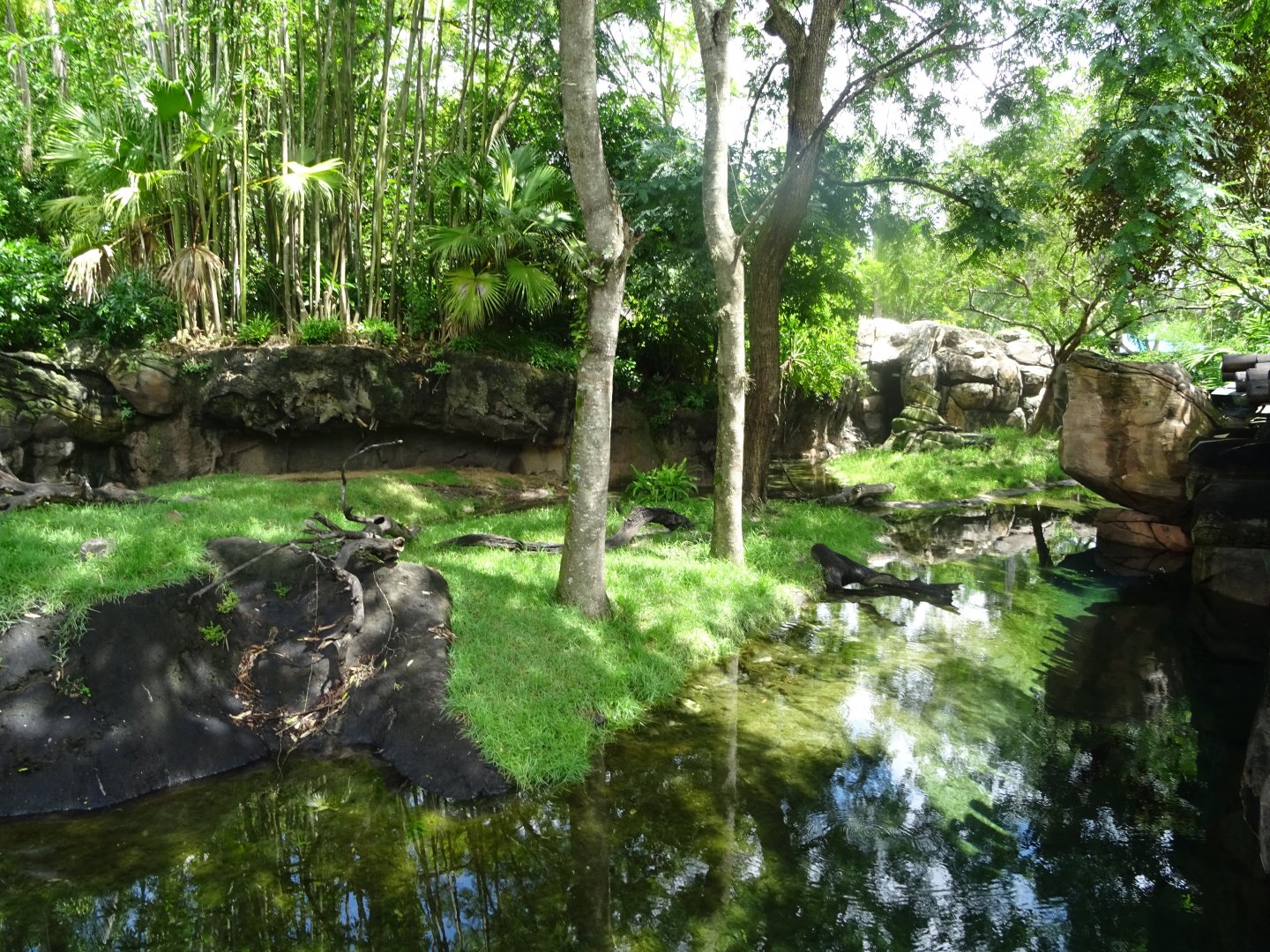 Asian Small-clawed Otter Enclosure at Disney's Animal Kingdom (2014)