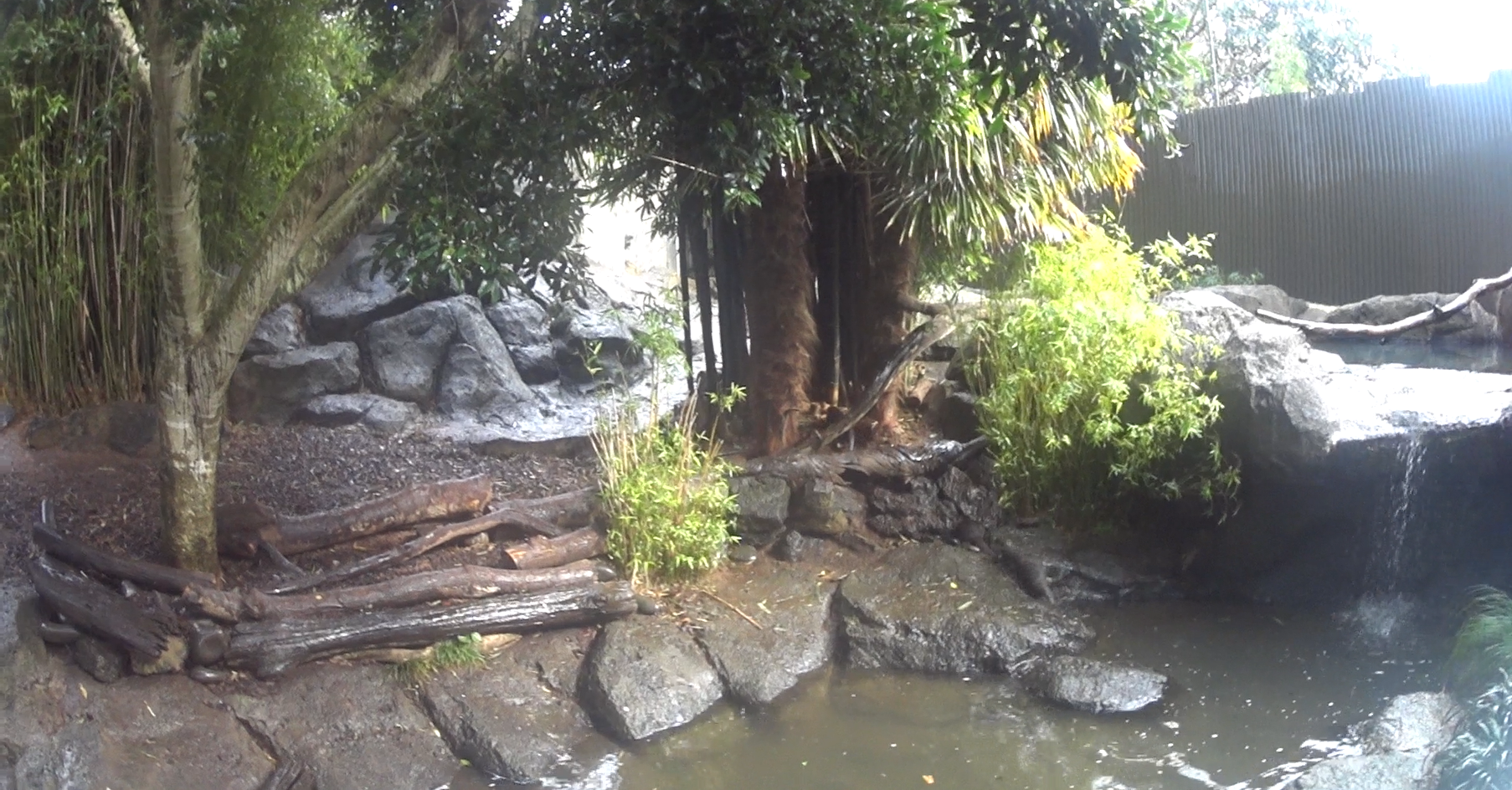 Asian Small-Clawed Otter Enclosure August 2020