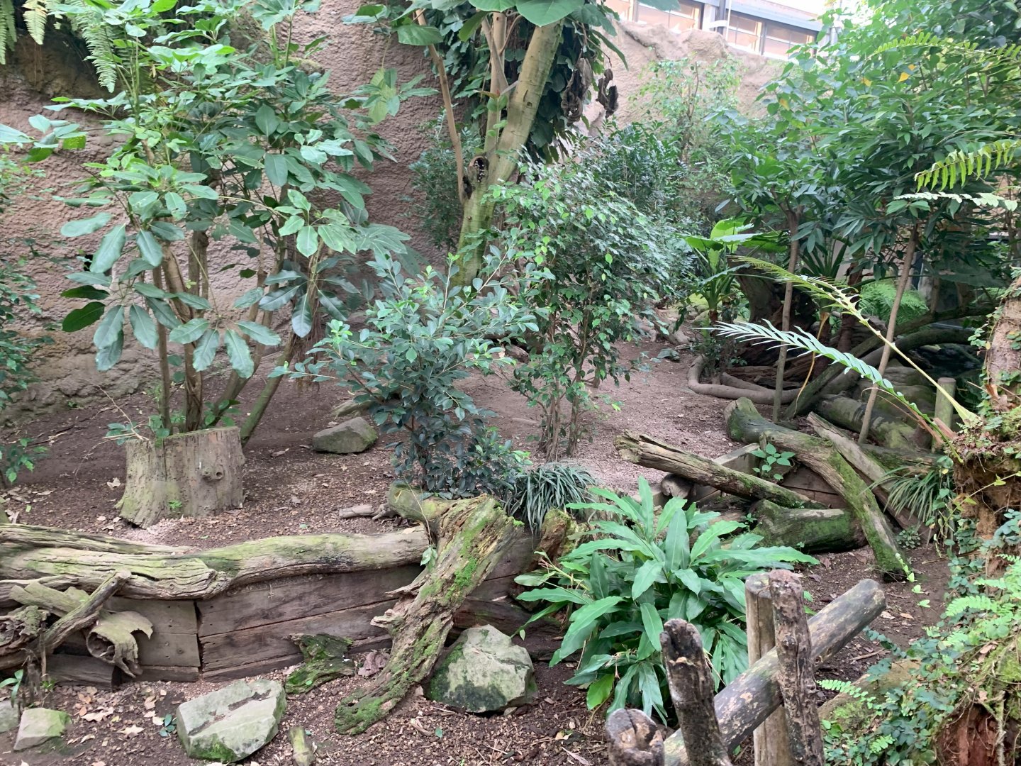 Asian Small-clawed Otter enclosure - Gondwanaland