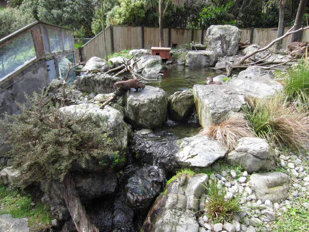 Asian Small-clawed Otter enclosure
