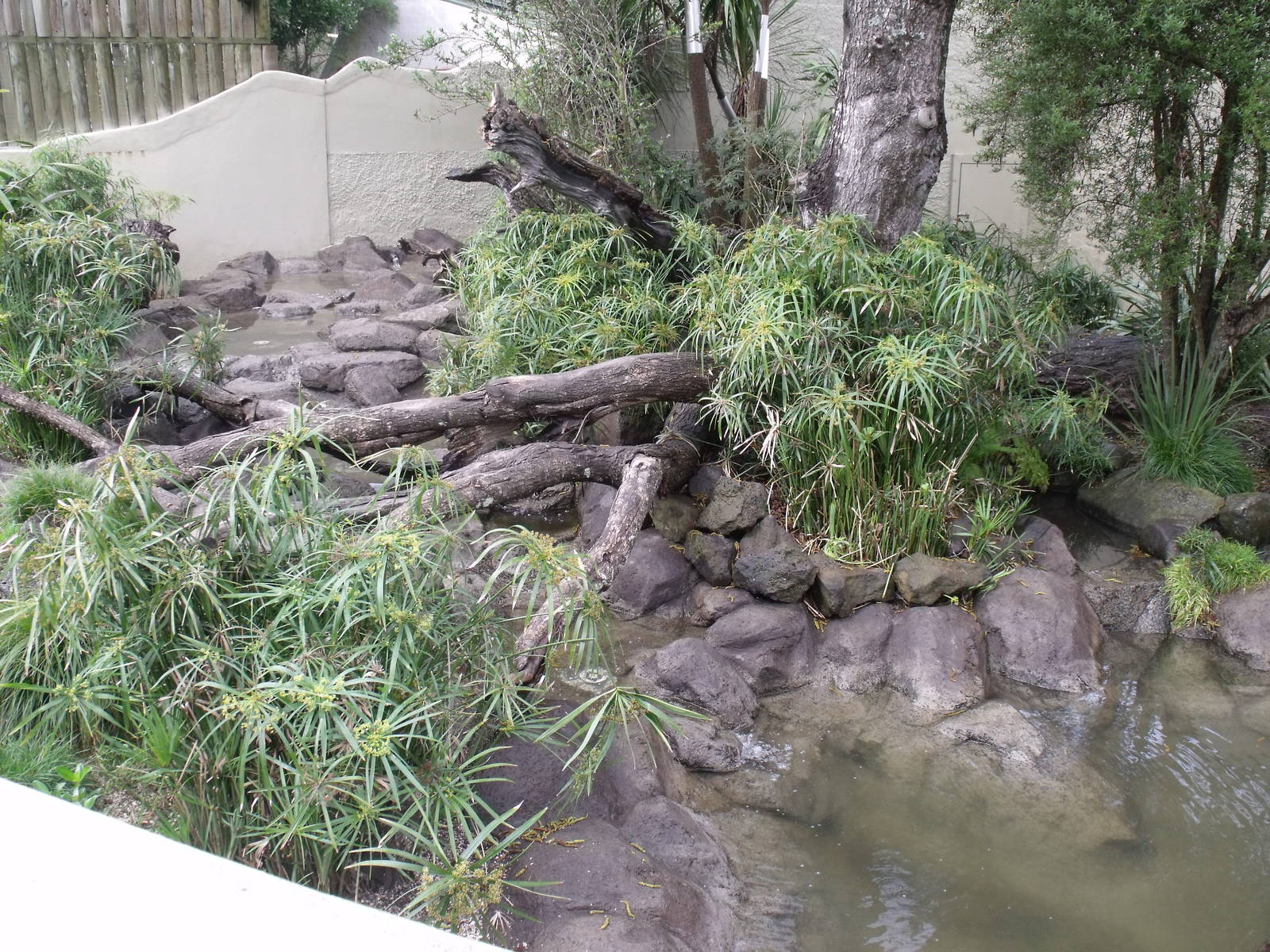 Asian Small- Clawed Otter Enclosure