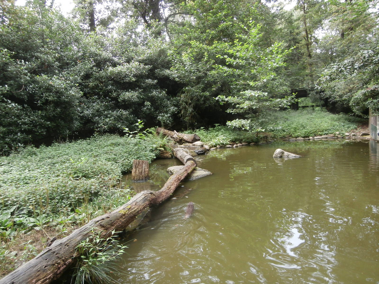 Asian small-clawed otter enclosure
