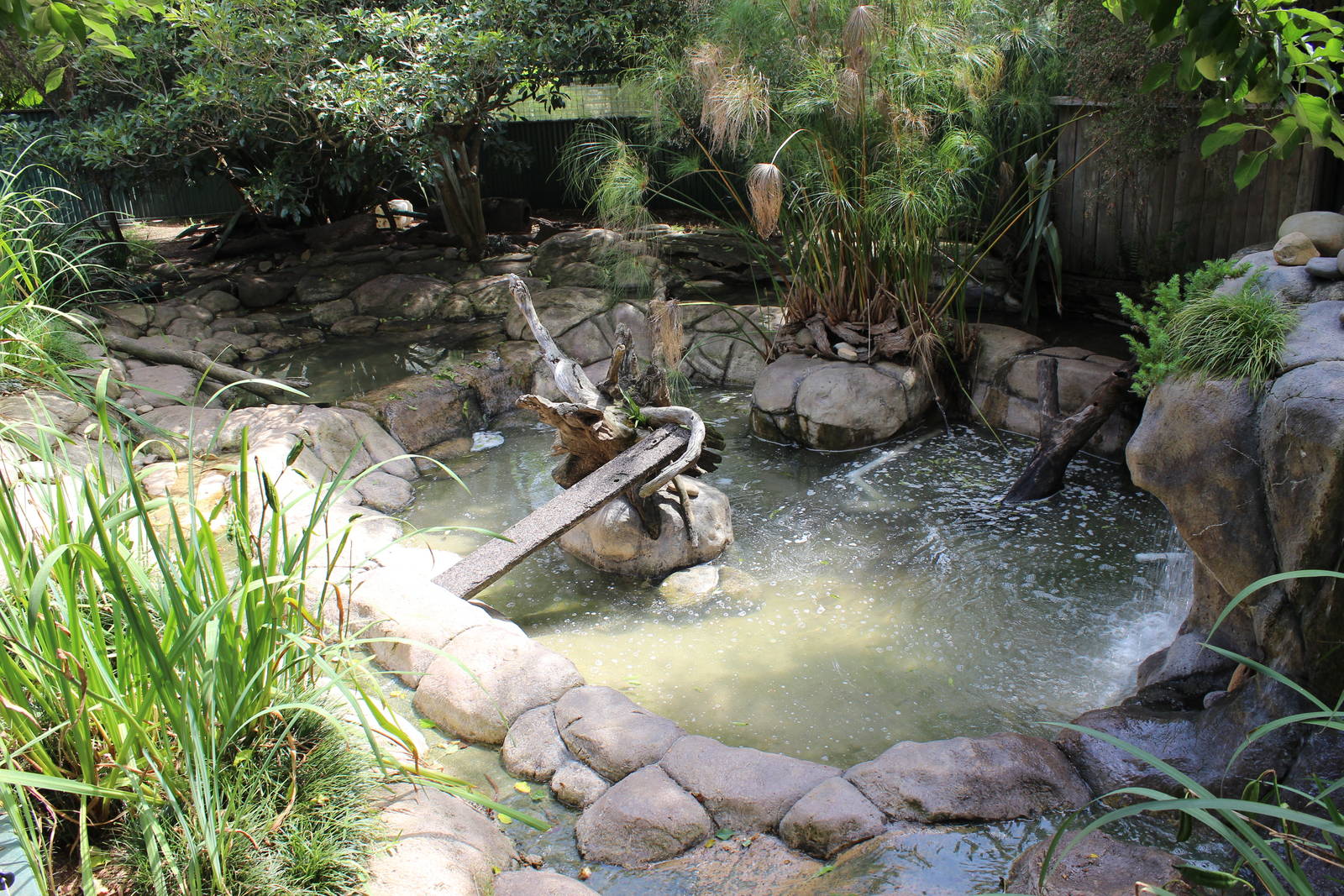 Asian Small Clawed Otter enclosure