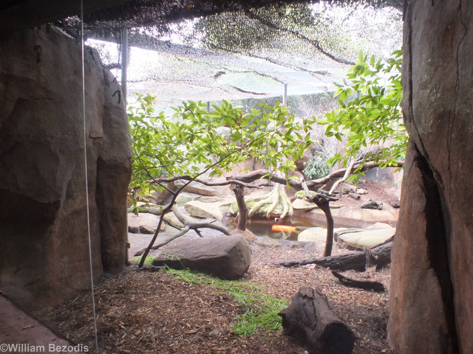 Asian Small-clawed Otter Enclosure