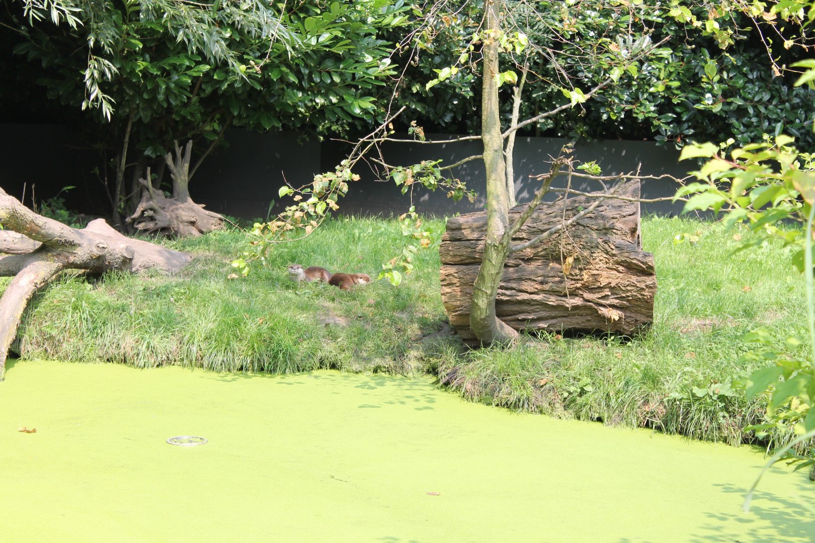 Asian small-clawed otter-enclosure