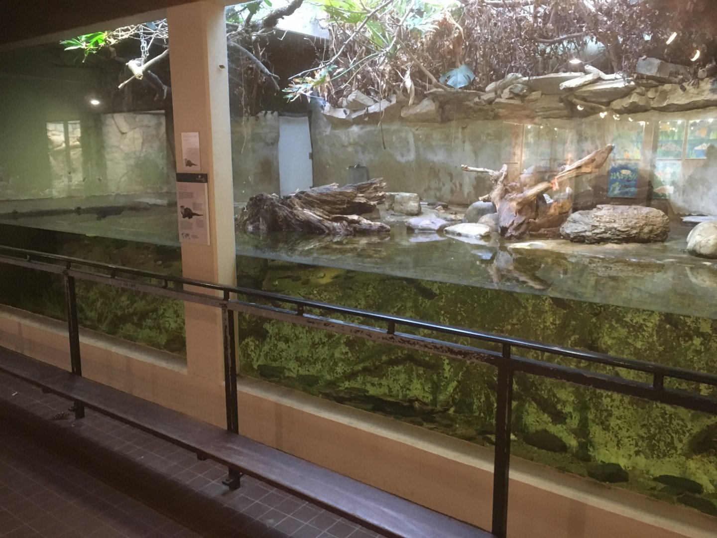 Asian small clawed otter enclosure