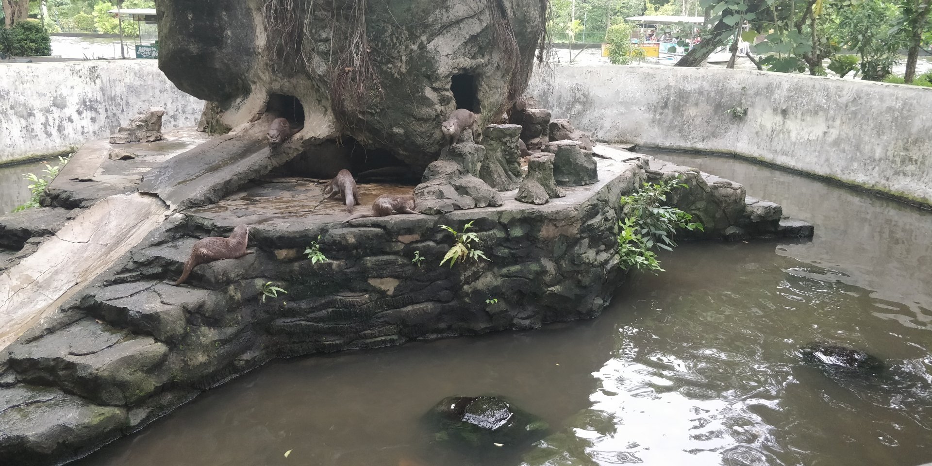 asian small clawed otter enclosure