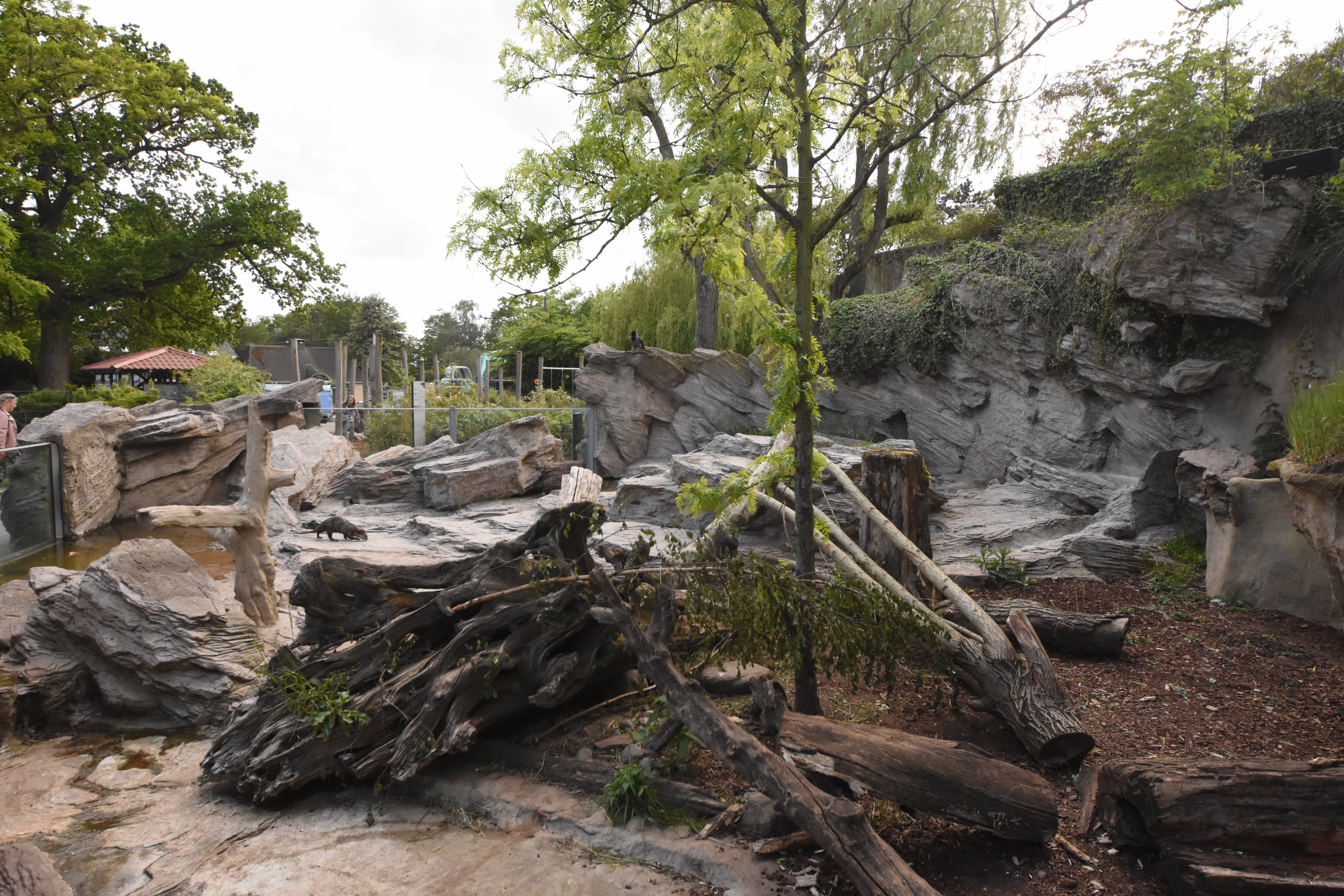 Asian small-clawed otter enclosure