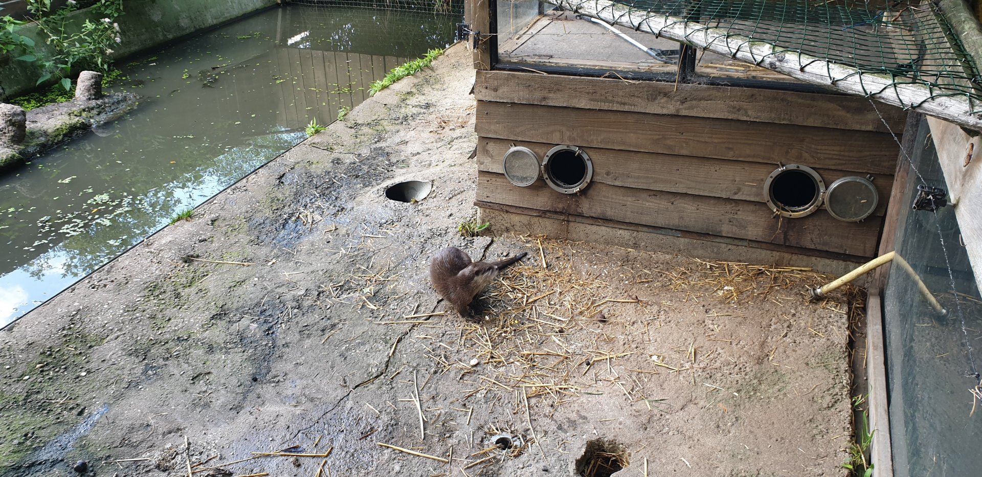 Asian small-clawed otter enclosure