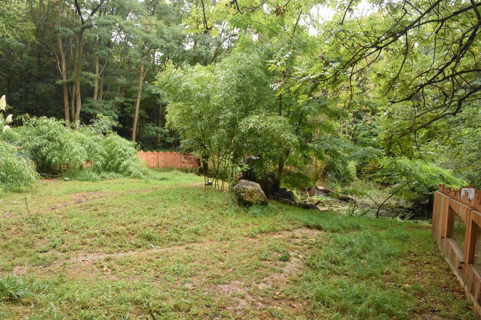Asian Small-clawed Otter enclosure