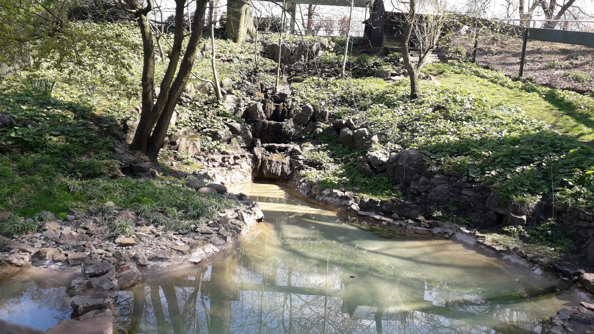 Asian Small-clawed Otter Enclosure