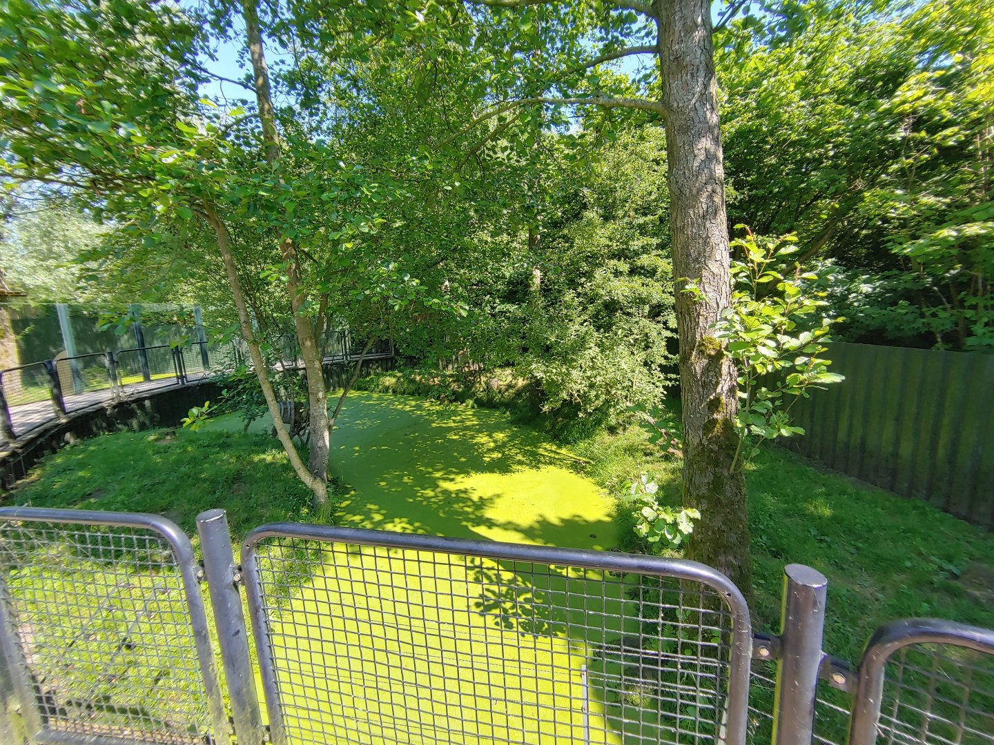 Asian small-clawed otter enclosure