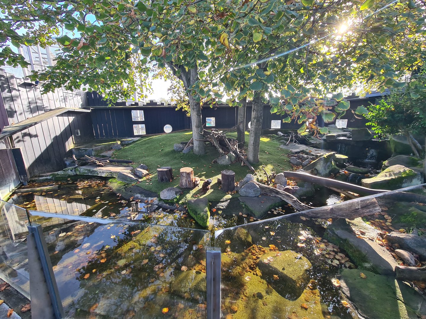 Asian small-clawed otter enclosure