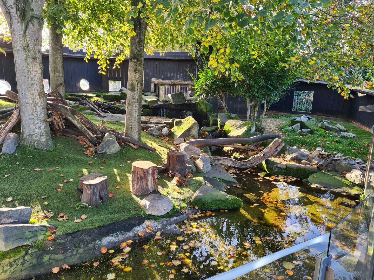 Asian small-clawed otter enclosure