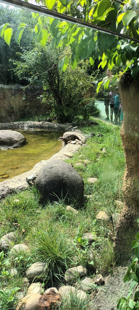 Asian small clawed Otter Enclosure