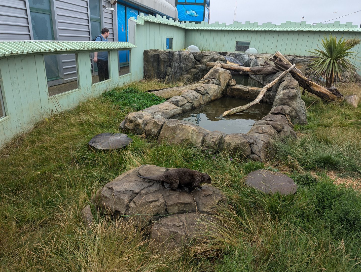 Asian Small-clawed Otter Enclosure