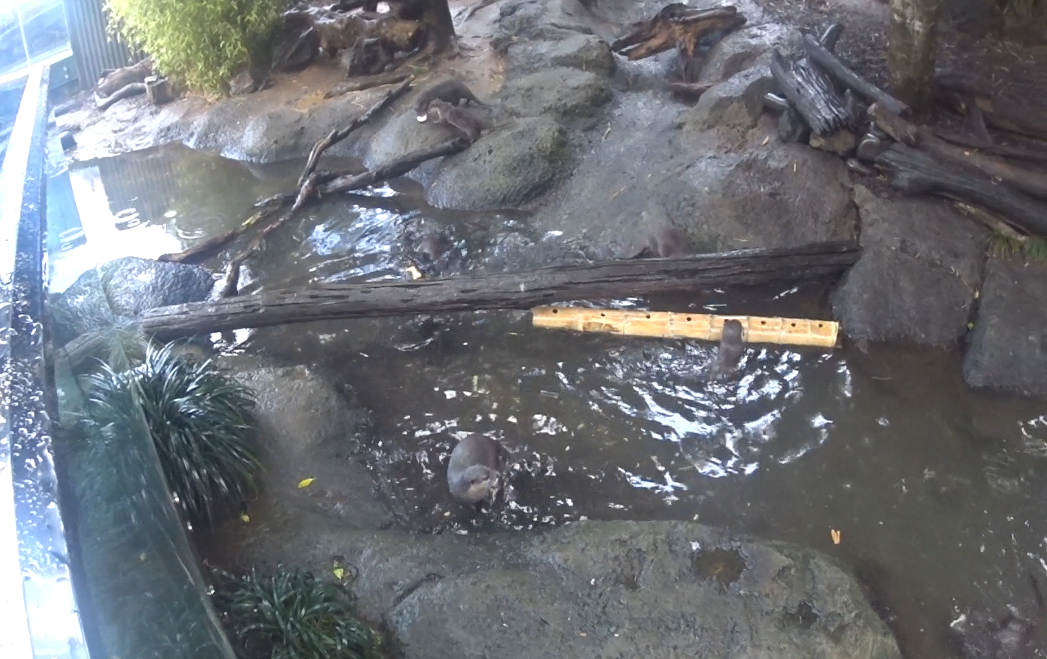 Asian Small-Clawed Otter enrichment