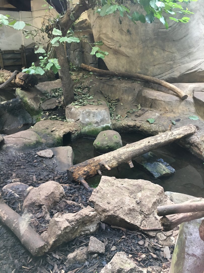 Asian small-clawed otter exhibit 030817