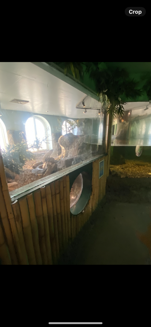 Asian small-clawed otter exhibit 070124