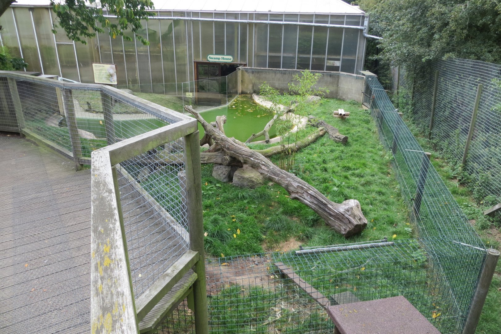 Asian small-clawed otter exhibit 070819