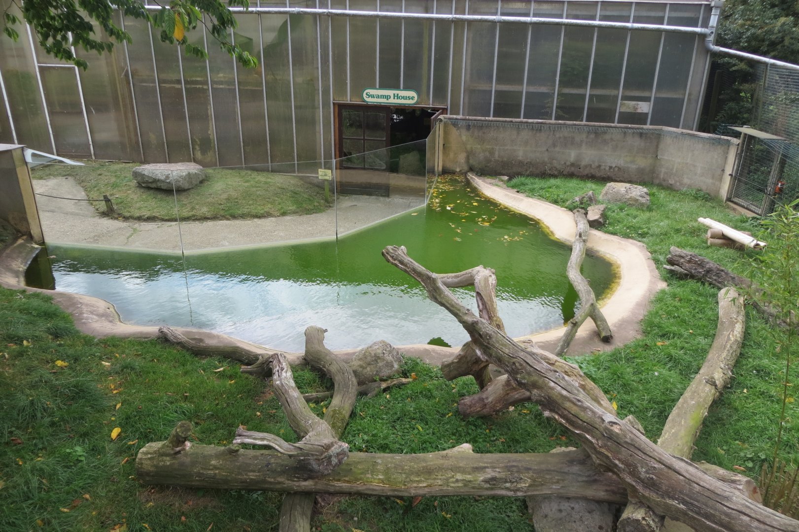 Asian small-clawed otter exhibit 070819