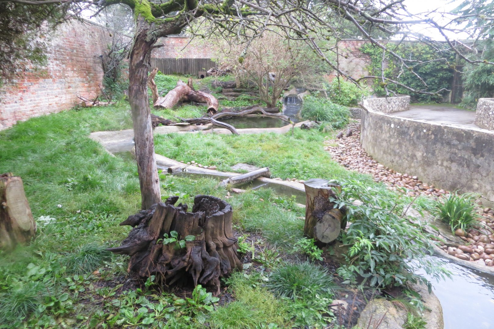 Asian small-clawed otter exhibit 071019