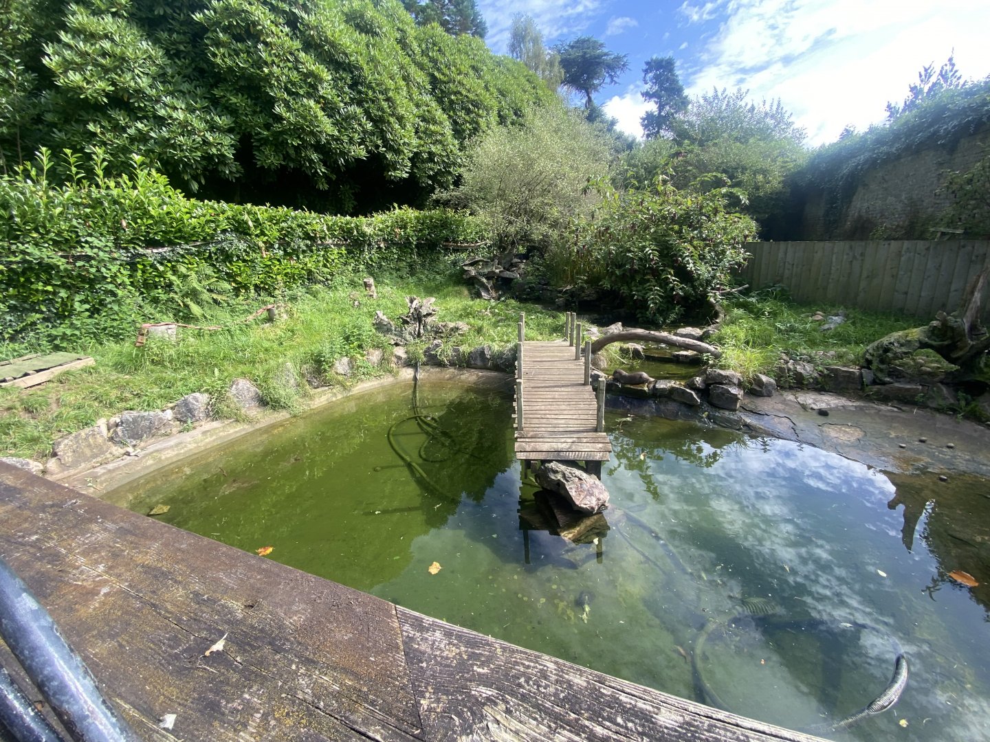 Asian small-clawed otter exhibit 100924