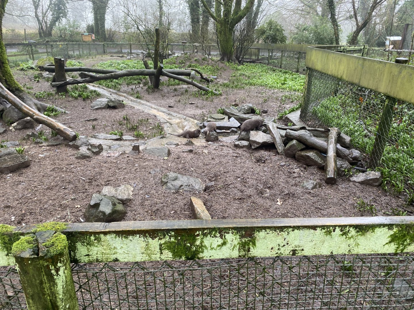 Asian small-clawed otter exhibit 140224