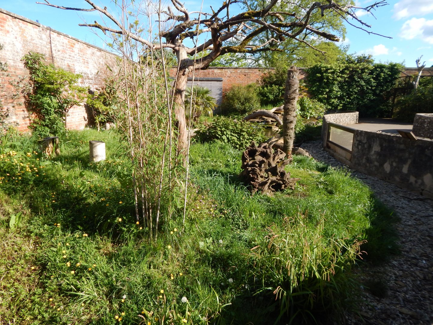 Asian small-clawed otter exhibit 150524