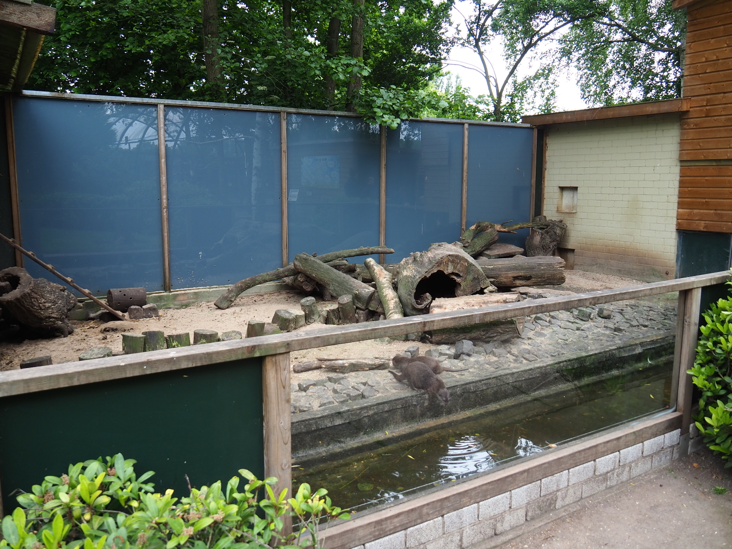 Asian small-clawed otter exhibit, 2019-05-25