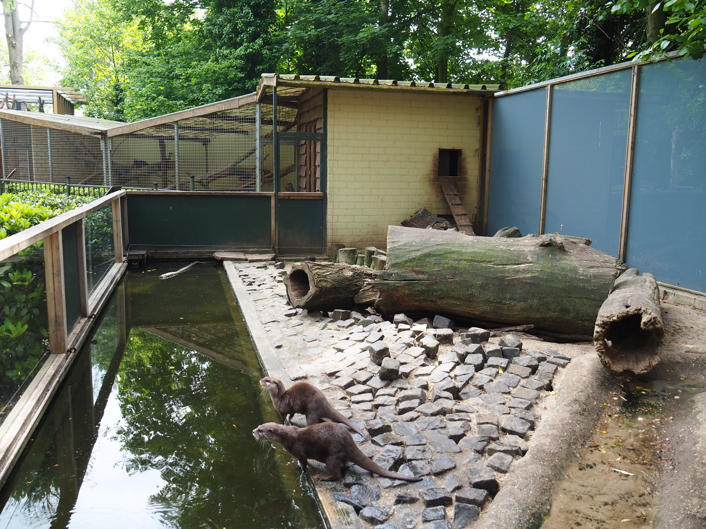 Asian small-clawed otter exhibit, 2019-05-25