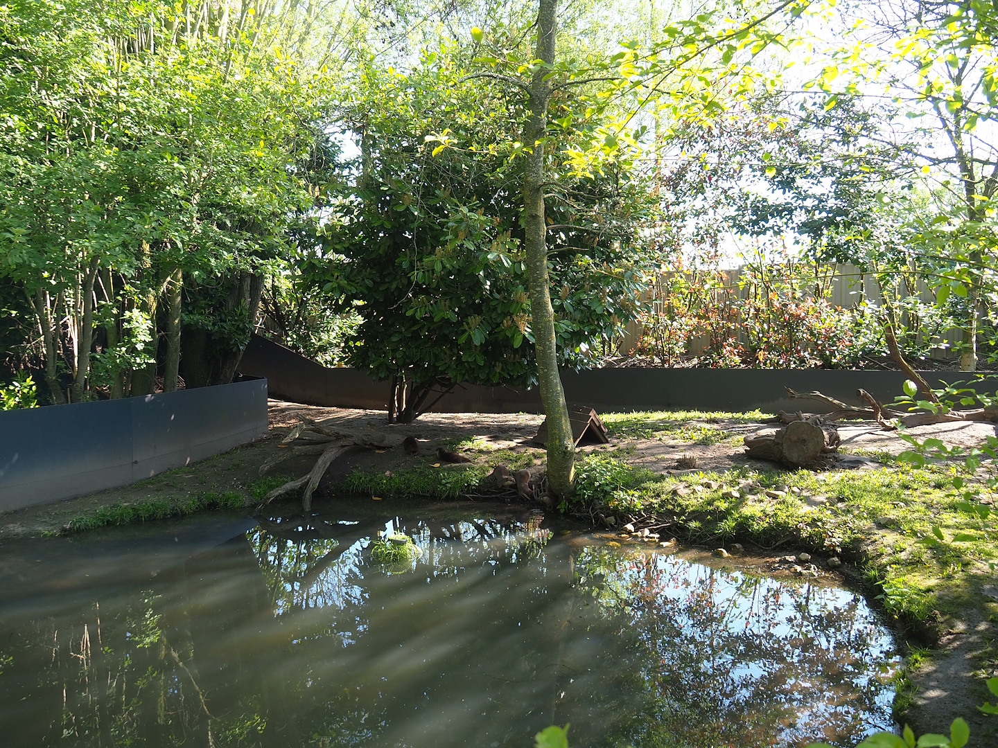 Asian small-clawed otter exhibit, 2023-04-30