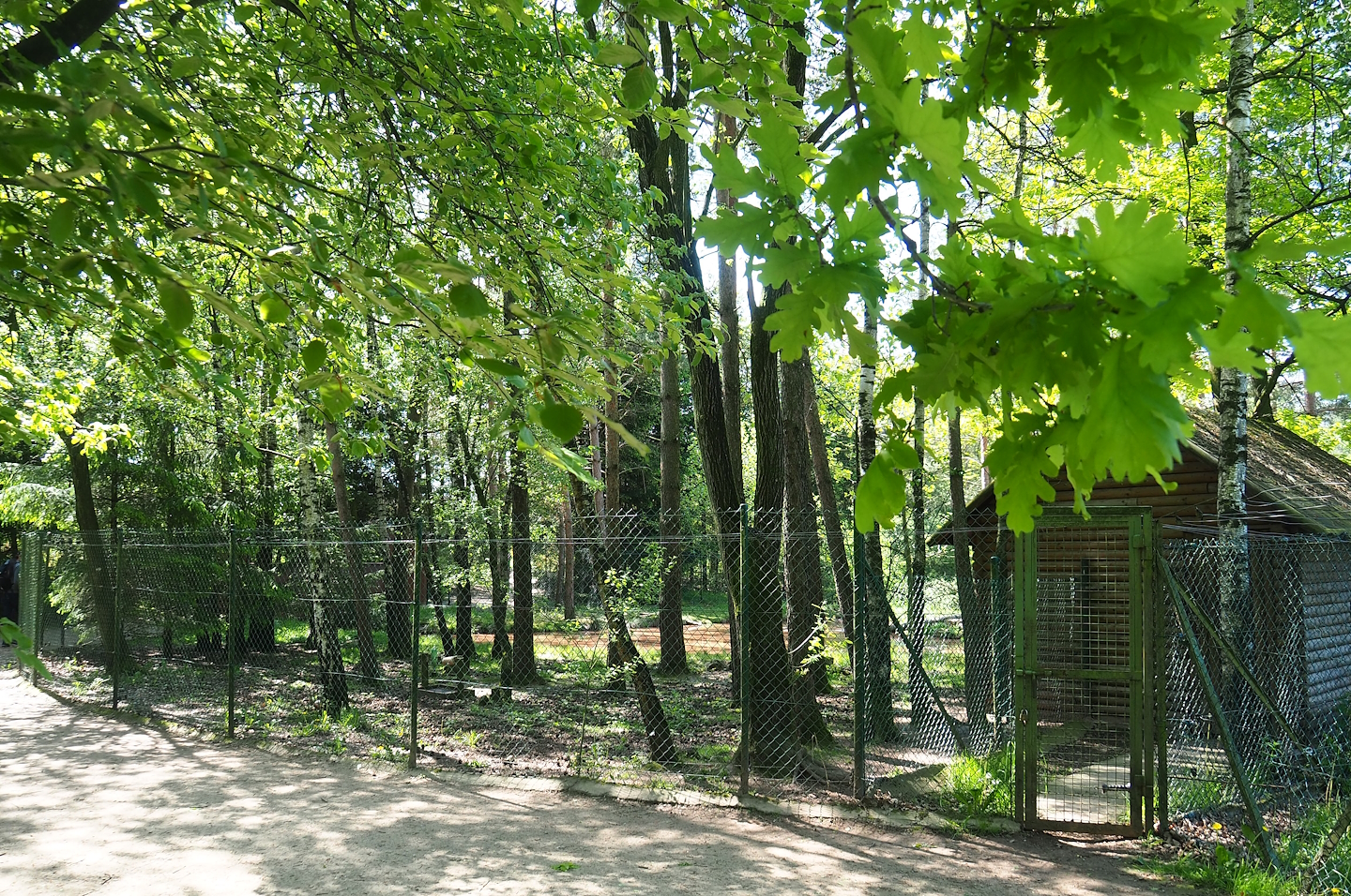Asian small-clawed otter exhibit, 2023-05-19