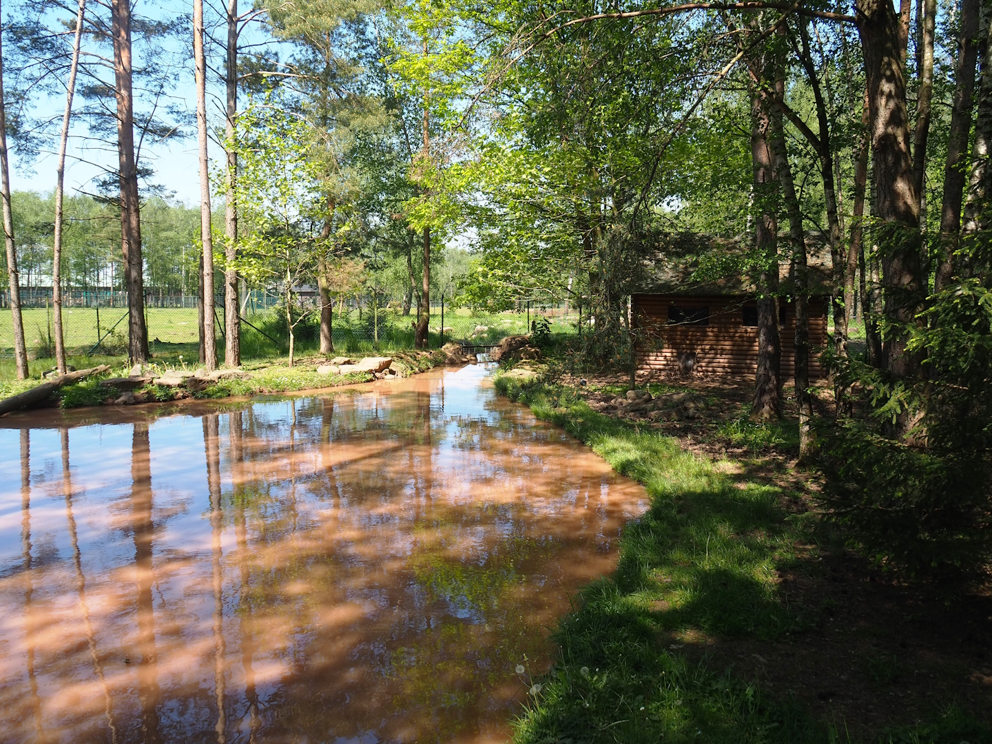 Asian small-clawed otter exhibit, 2023-05-19