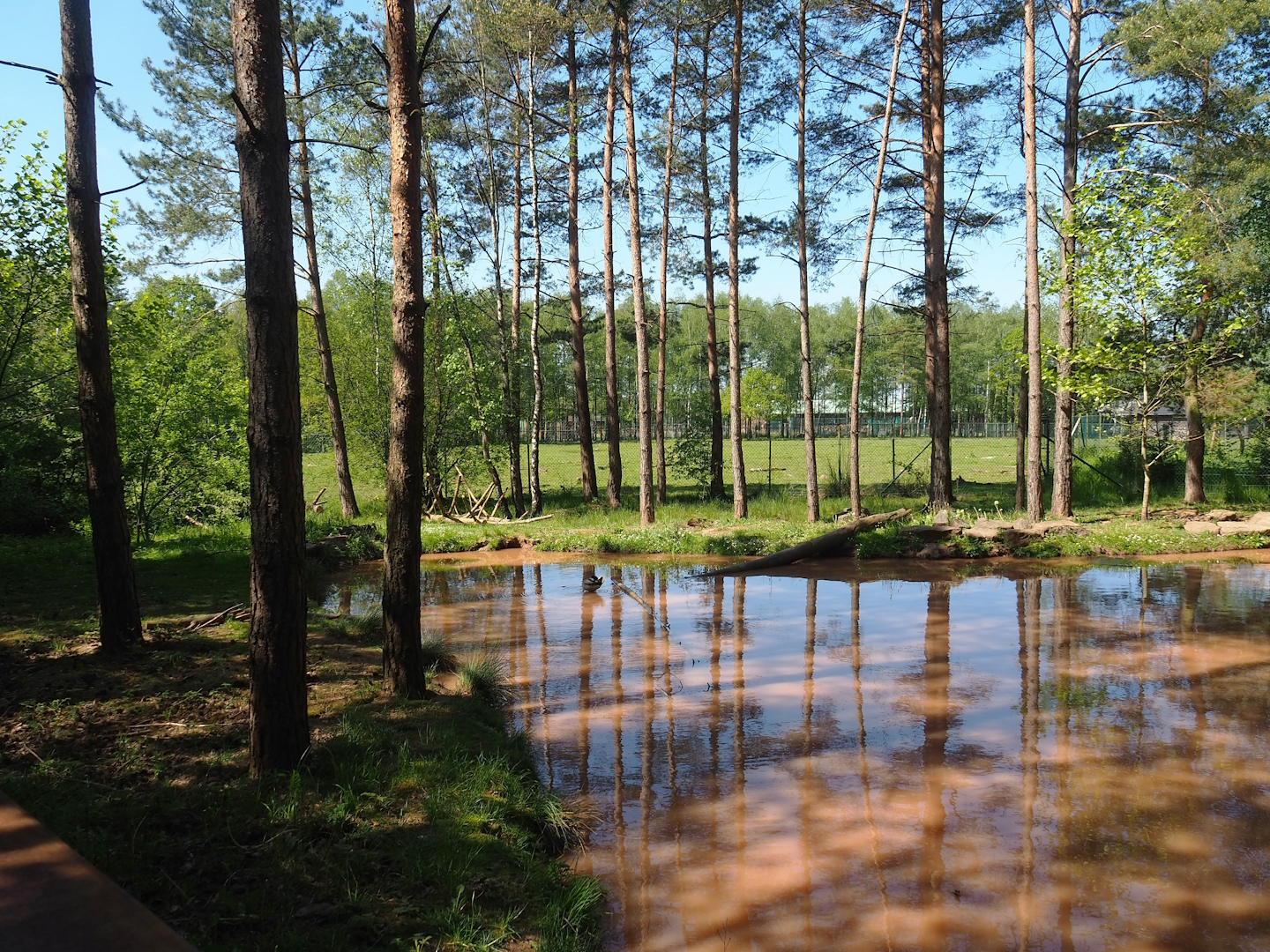 Asian small-clawed otter exhibit, 2023-05-19