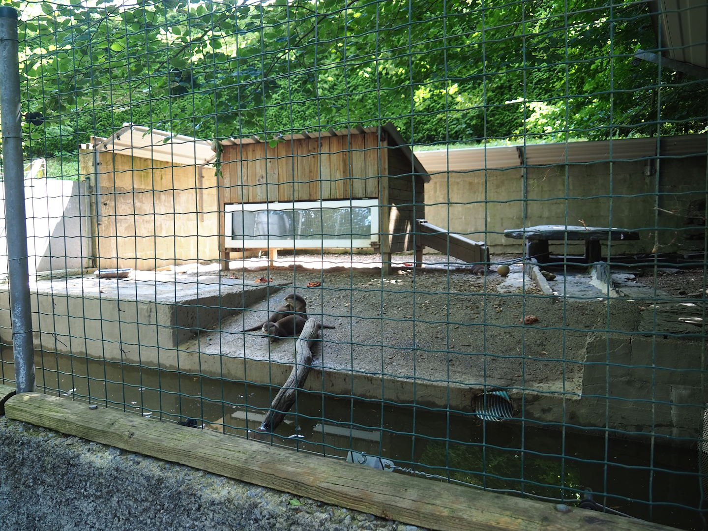 Asian small-clawed otter exhibit, 2023-06-24