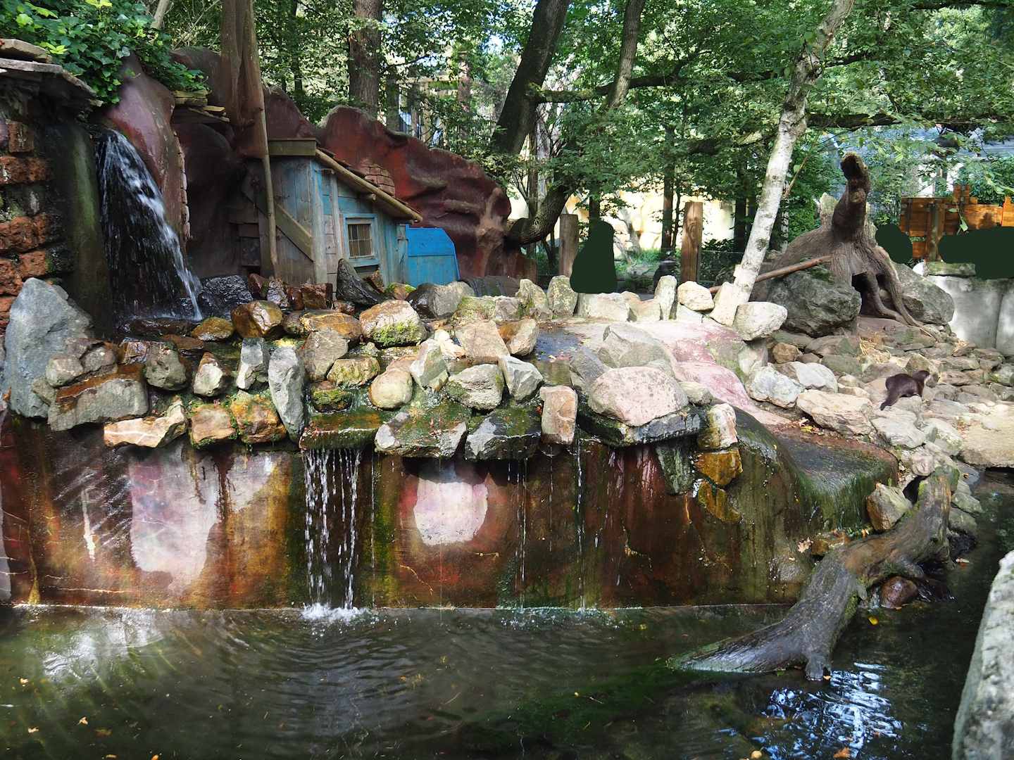 Asian small-clawed otter exhibit, 2023-09-24