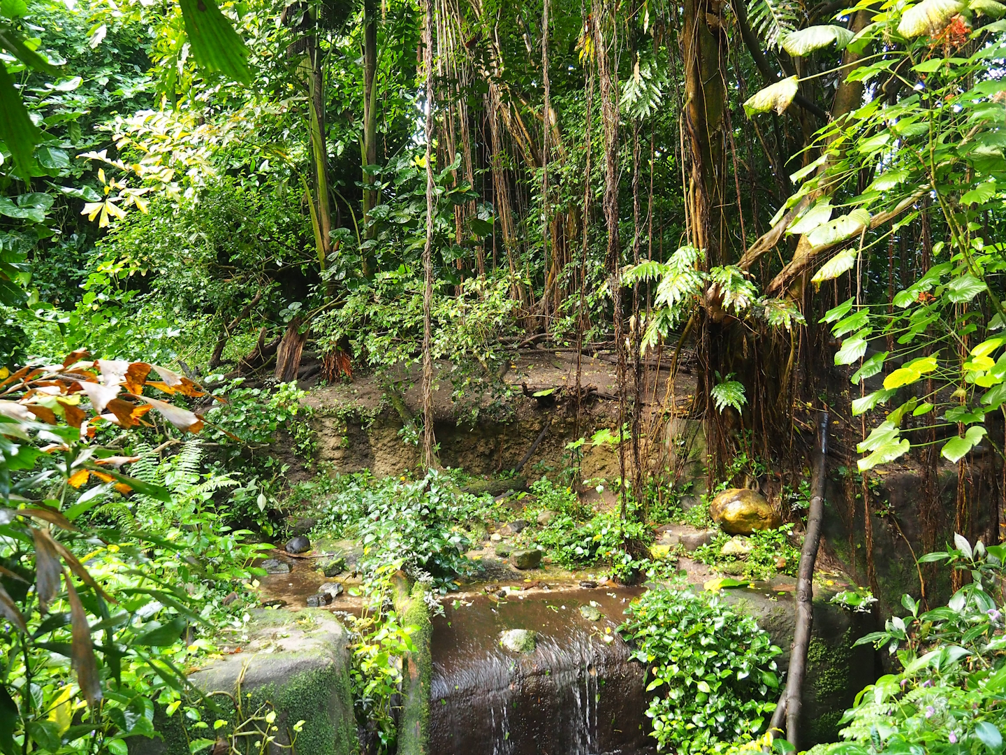 Asian small-clawed otter exhibit, 2023-10-07