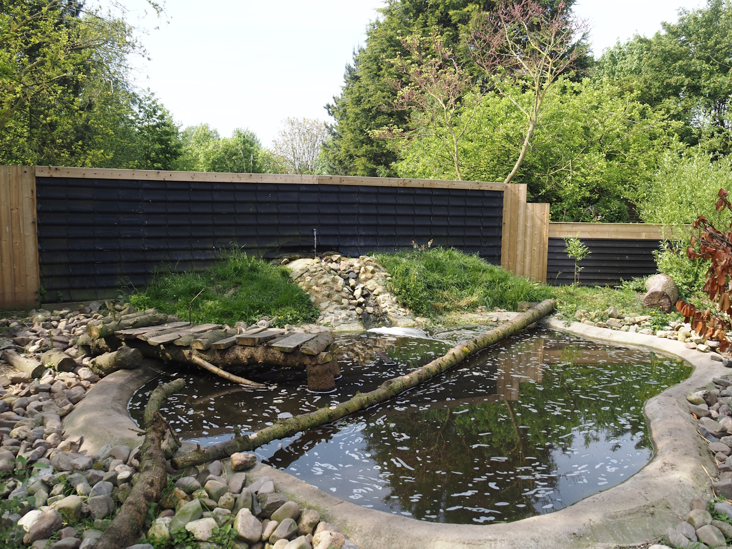 Asian small-clawed otter exhibit, 2024-05-11